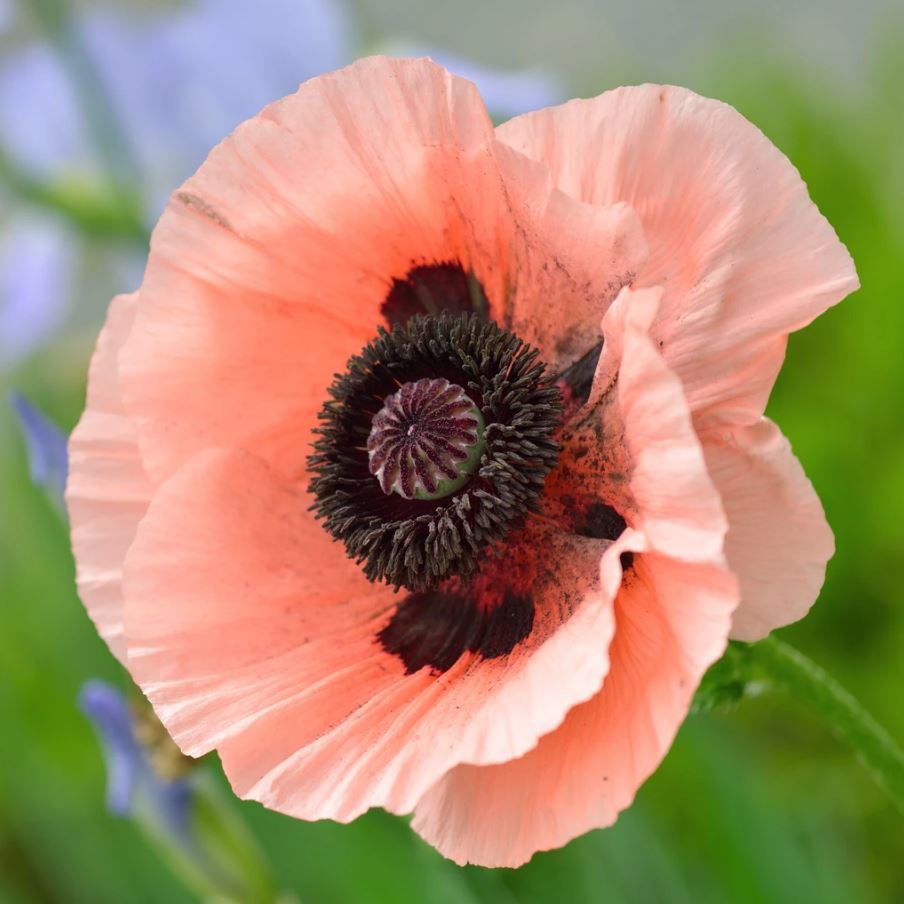 Papaver orientale 'Prinz. Victoria Louise'